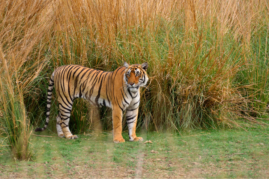 Tracks, Trails & Tigers: An Adventure Through the Jungle