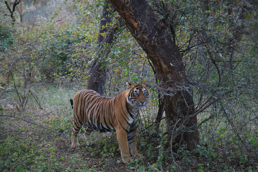 Jungle Royalty: Exploring the World of the Tiger
