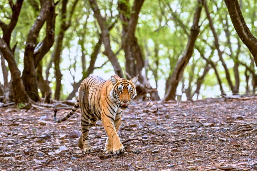 Golden triangle tour with Ranthambore Tiger Safari