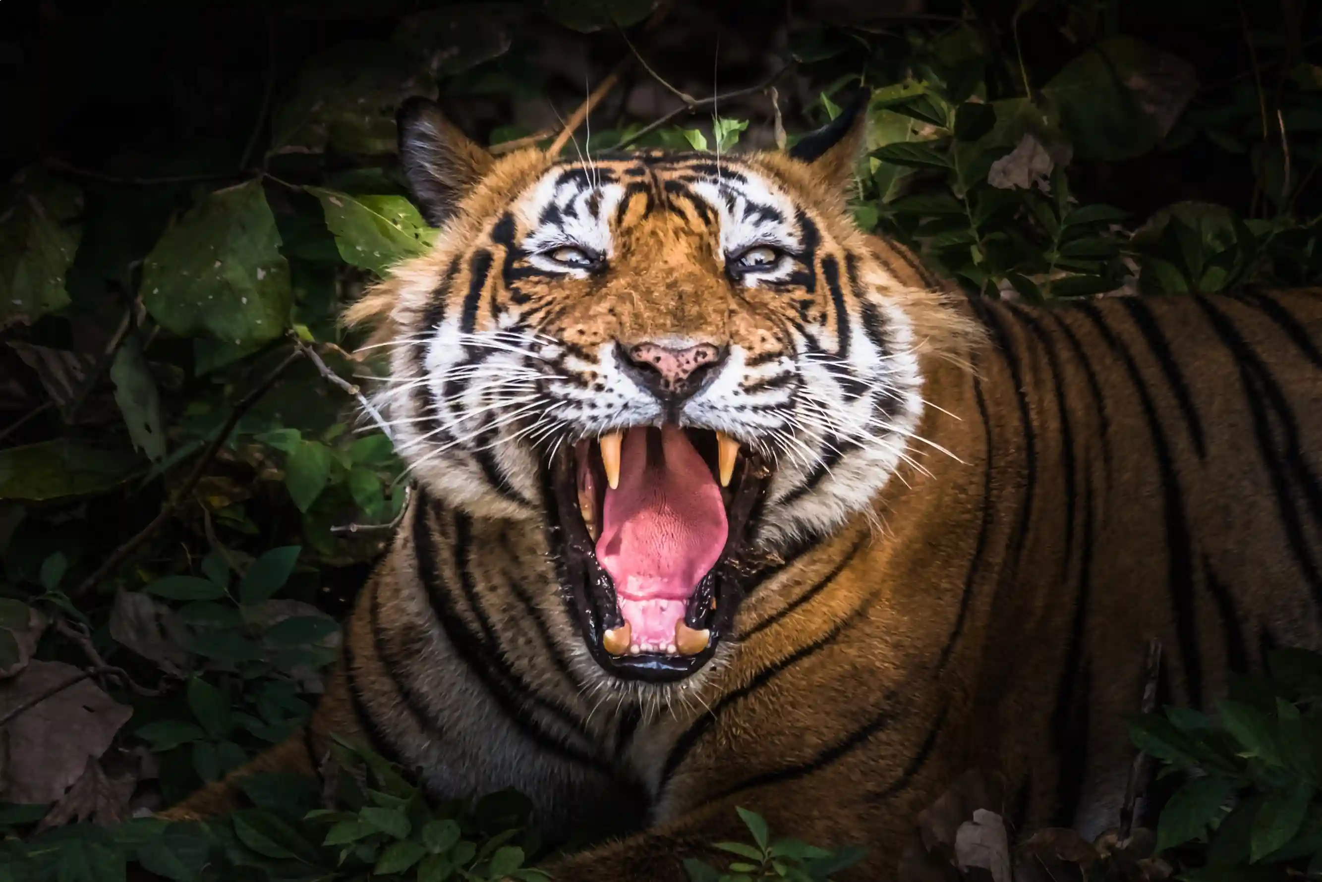 Ranthambore Tiger Safari with Agra & Jaipur