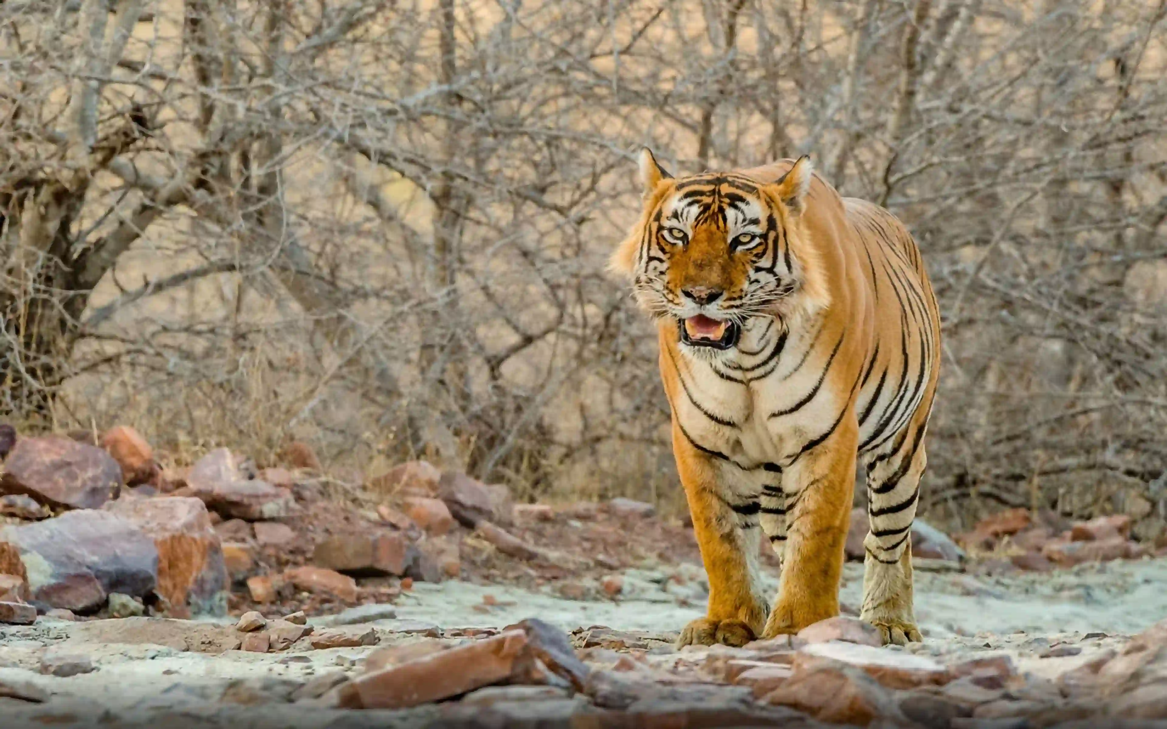 Ranthambore Tiger Safari with Agra & Jaipur