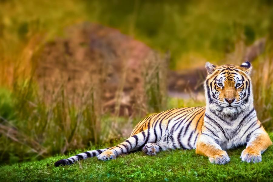 Ranthambore Tiger Safari with Agra & Jaipur